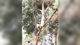 Horrible crane failure when cutting tree [NSFW]
