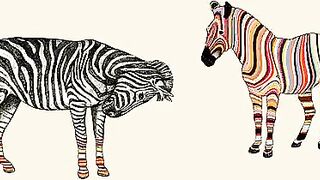 bwuh zebras