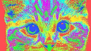 Rainbow cat, nough said.