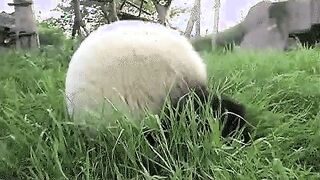 Panda Bear Ball!