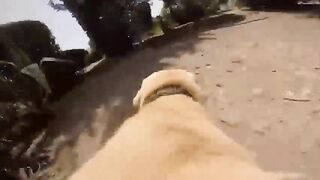 [50/50] GoPro mounted to a Golden Retriever - Industrial worker falls into vat of acid in China [NSFW -NSFL]