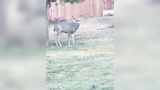 Deer in backyard eating pears