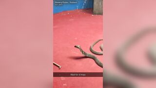 Dude slaps a danger noodle